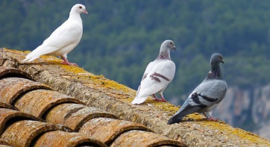 Trápí vás holubi na vašem domě?